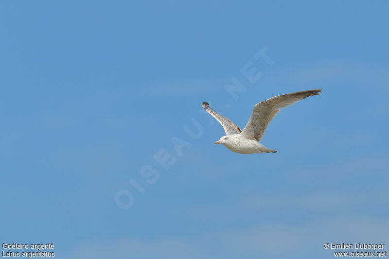 European Herring Gull