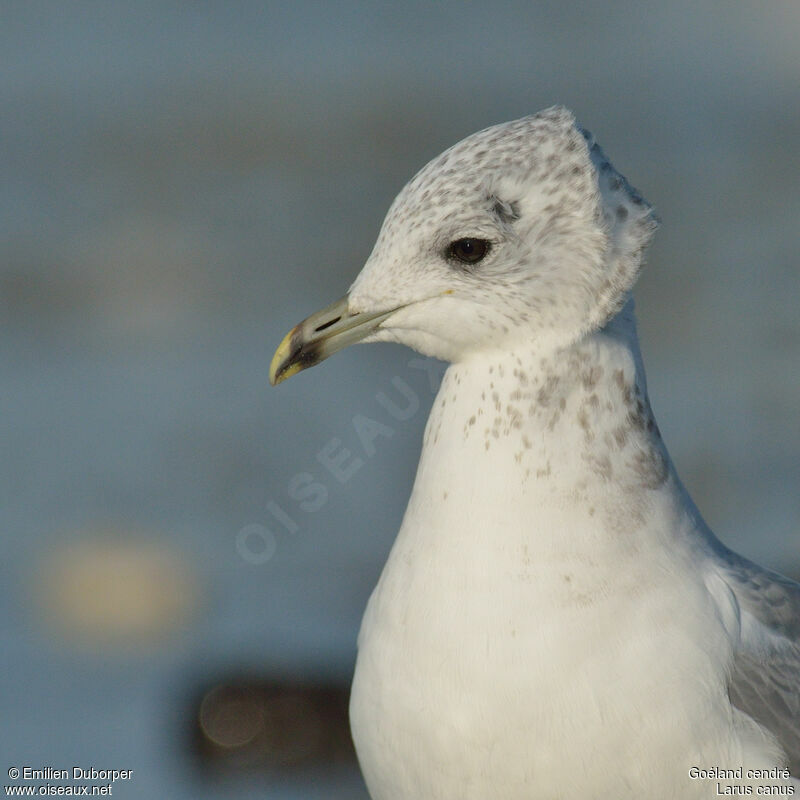 Common Gullimmature