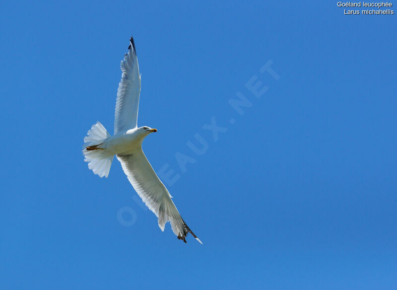 Yellow-legged Gull, Flight