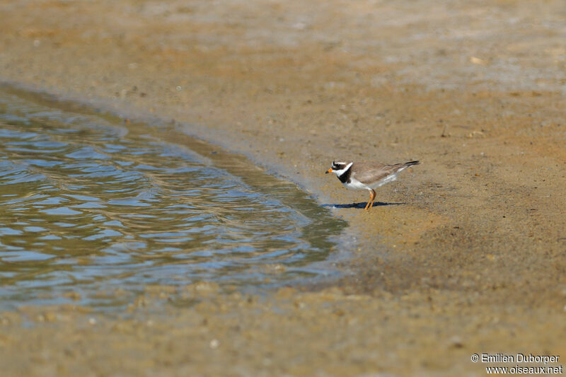 Common Ringed Plover