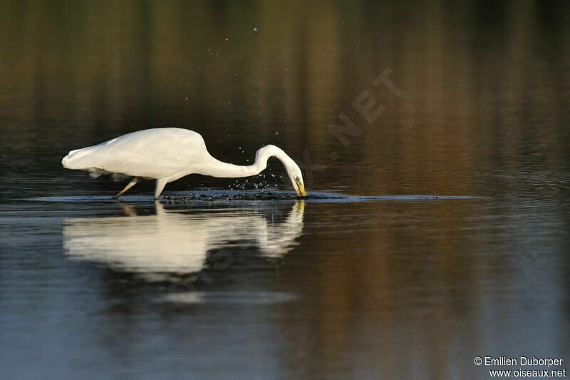 Great Egret