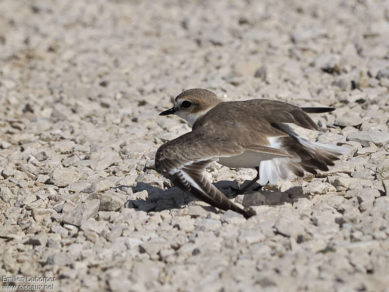 Gravelot à collier interrompu femelle adulte, Comportement