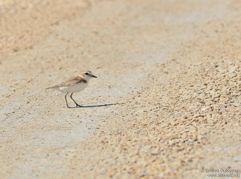 Kentish Ploveradult