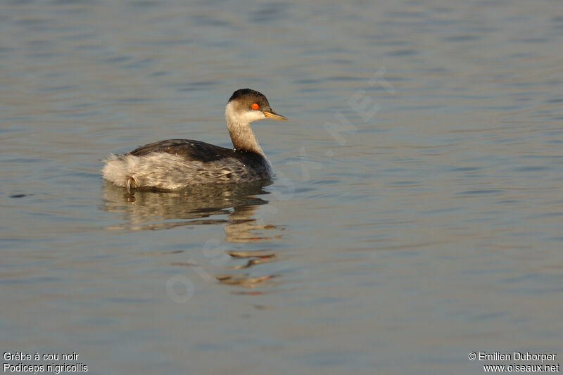 Black-necked Grebe