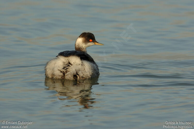 Black-necked Grebe