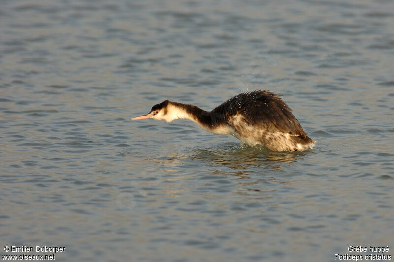 Great Crested Grebe