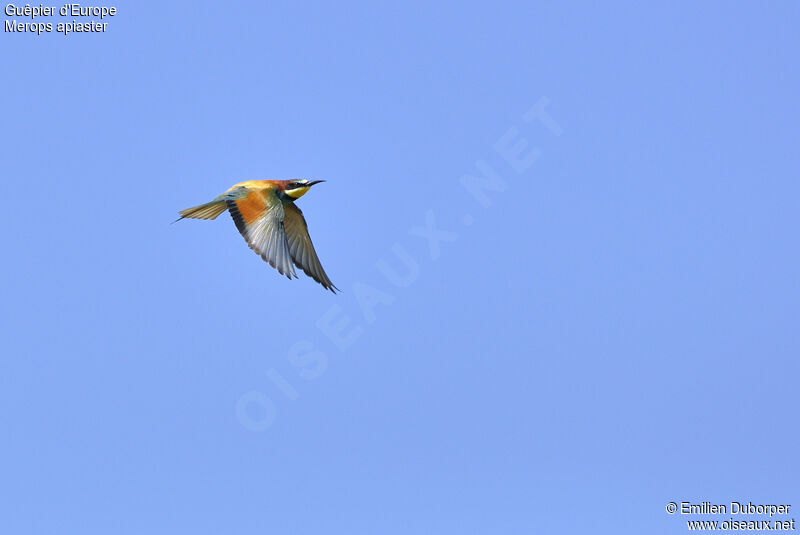 European Bee-eater, Flight