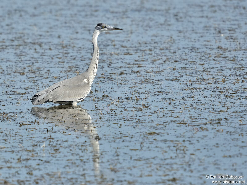 Grey Heron