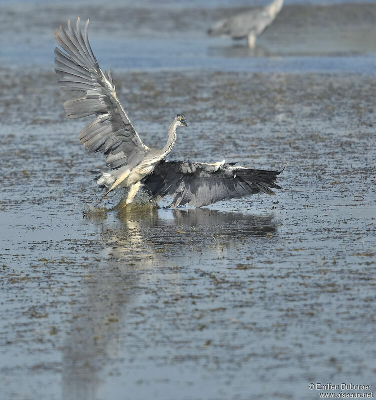 Grey Heron