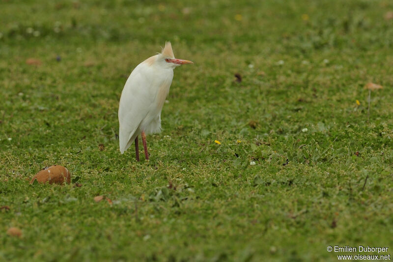 Western Cattle Egretadult breeding