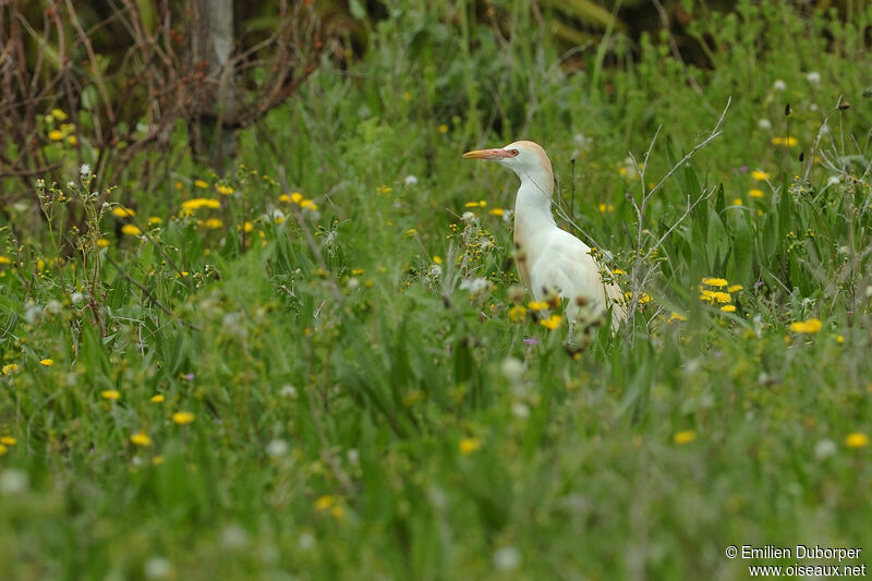 Western Cattle Egretadult breeding