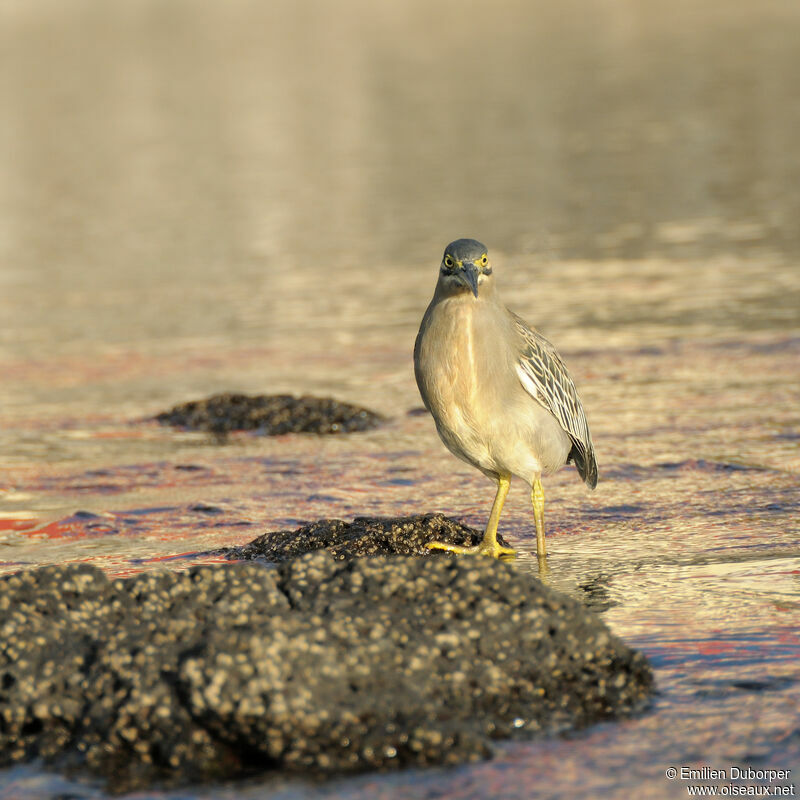 Striated Heronadult