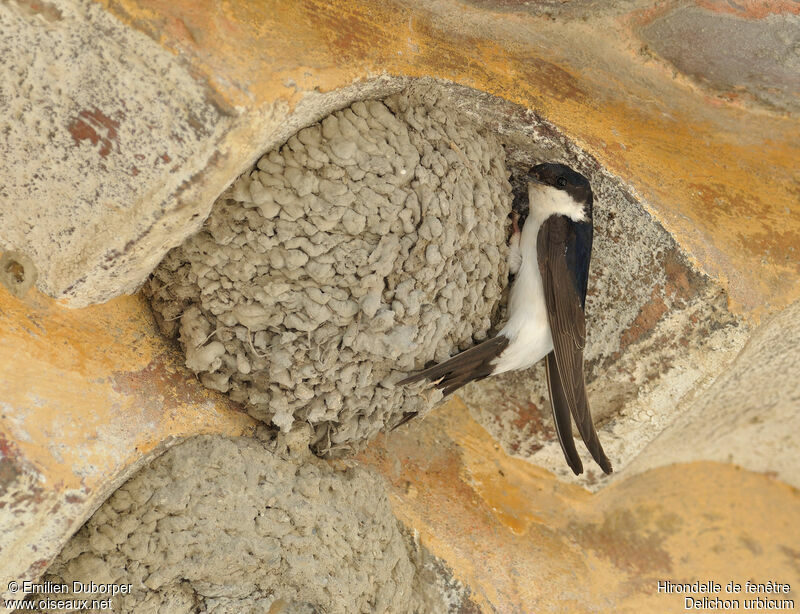 Western House Martinadult, Reproduction-nesting