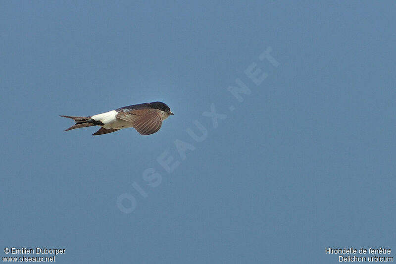 Western House Martinadult, Flight