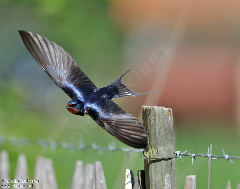 Barn Swallow