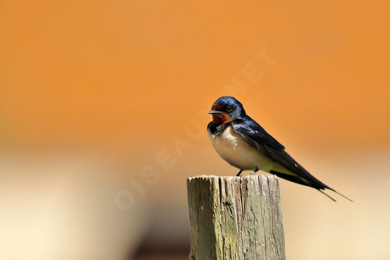 Barn Swallow