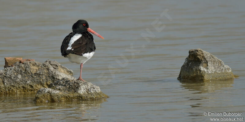 Eurasian Oystercatcheradult, identification