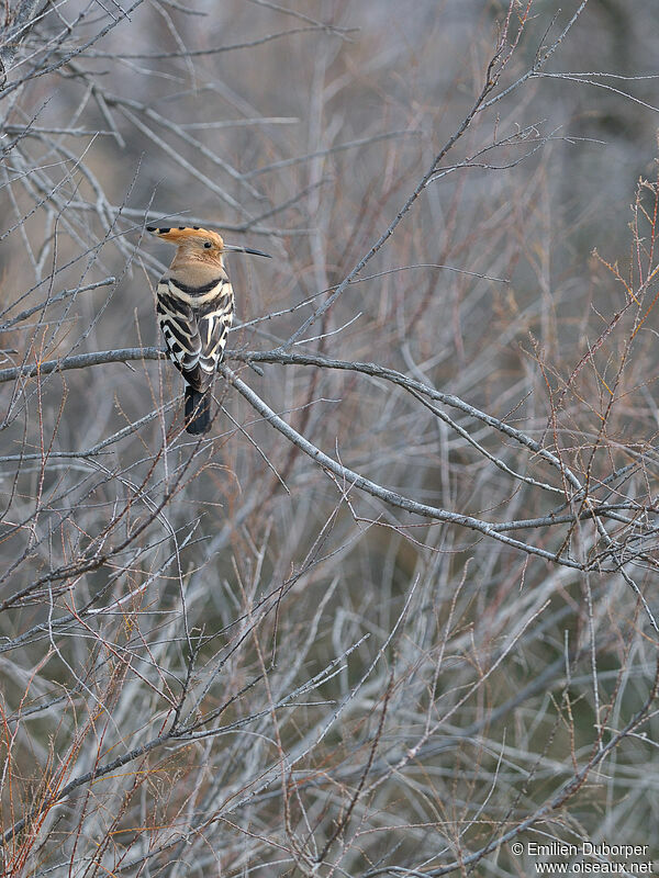 Eurasian Hoopoe