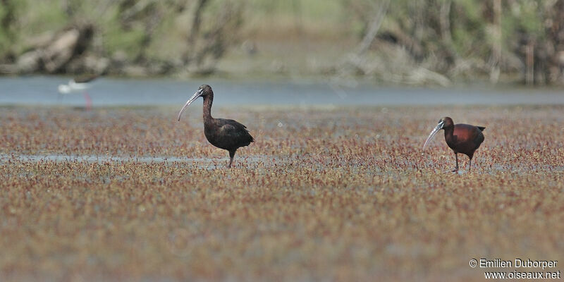 Ibis falcinelle