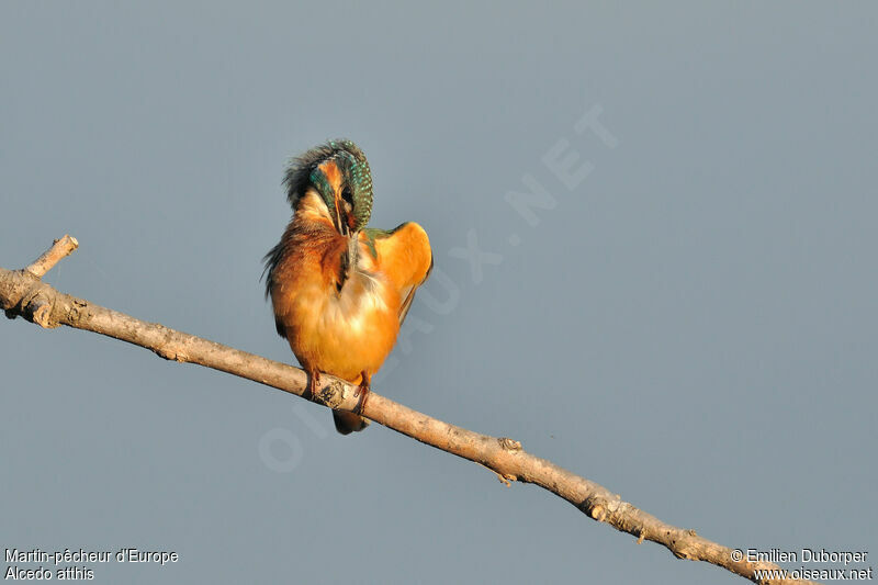 Common Kingfisher, Behaviour