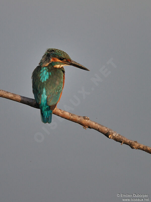 Common Kingfisher female