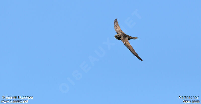 Common Swift, Flight