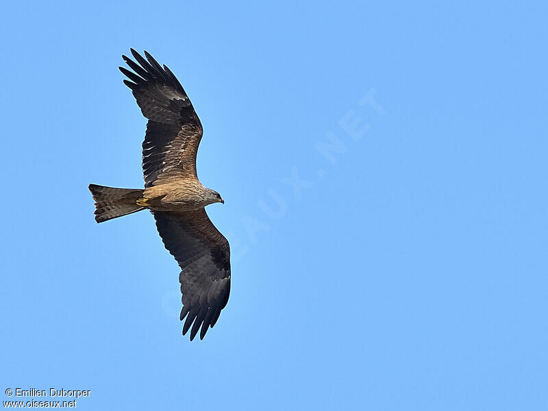 Black Kite