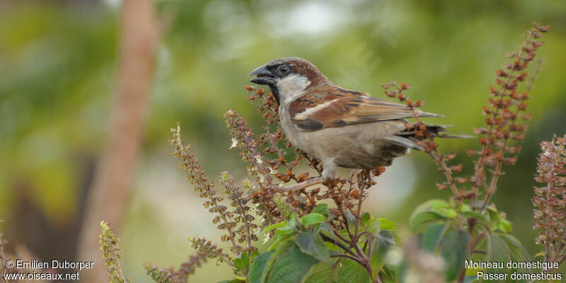 House Sparrowadult