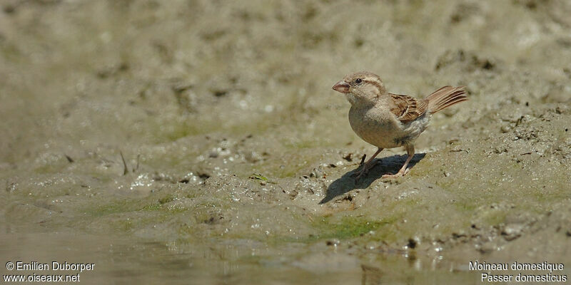 House Sparrow female adult