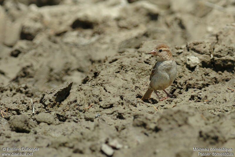 Moineau domestique femelle