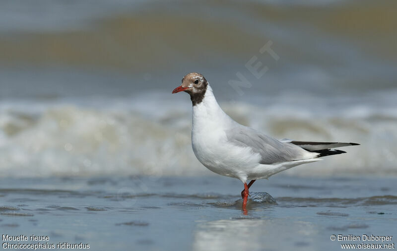 Black-headed Gulladult