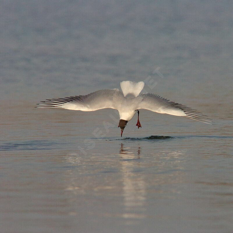 Black-headed Gulladult breeding