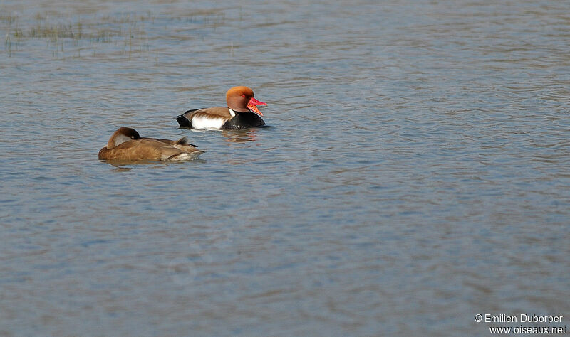 Red-crested Pochard, Behaviour