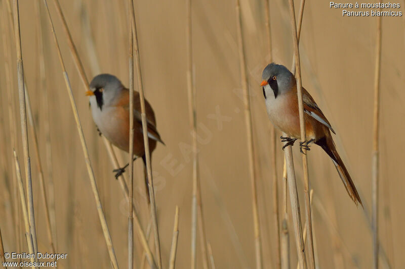 Bearded Reedling male adult, identification