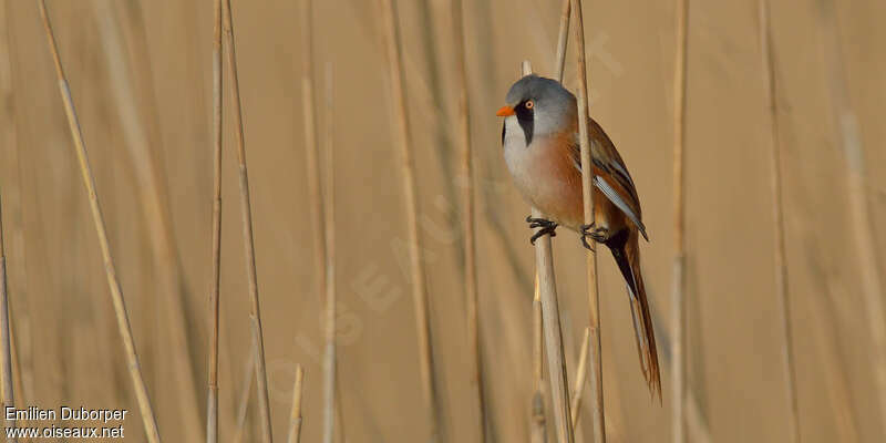 Bearded Reedling male adult breeding, identification