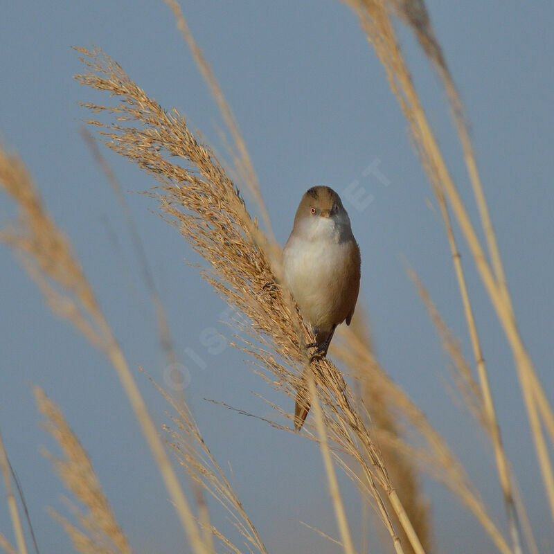 Bearded Reedling female adult