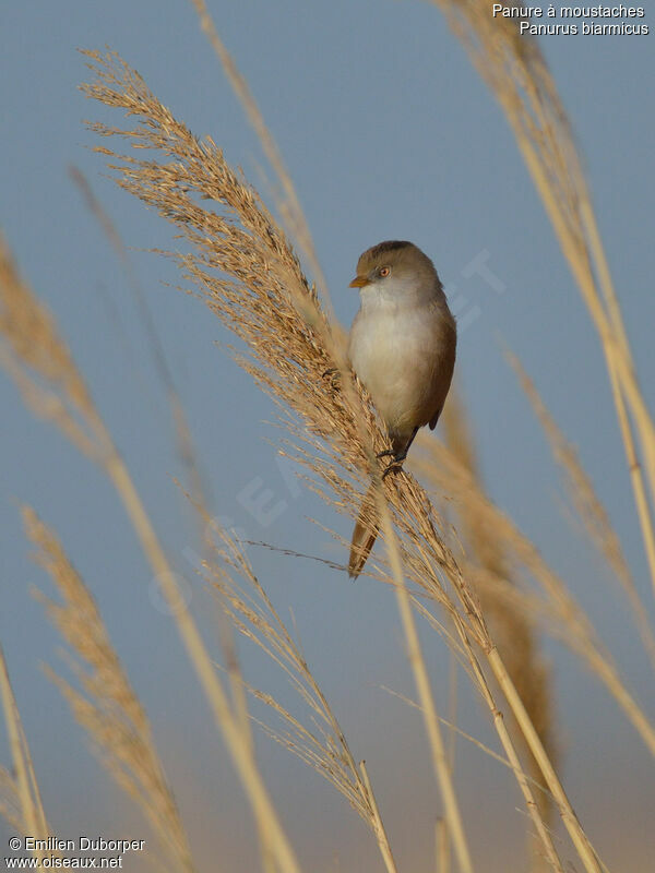 Bearded Reedling female adult, identification