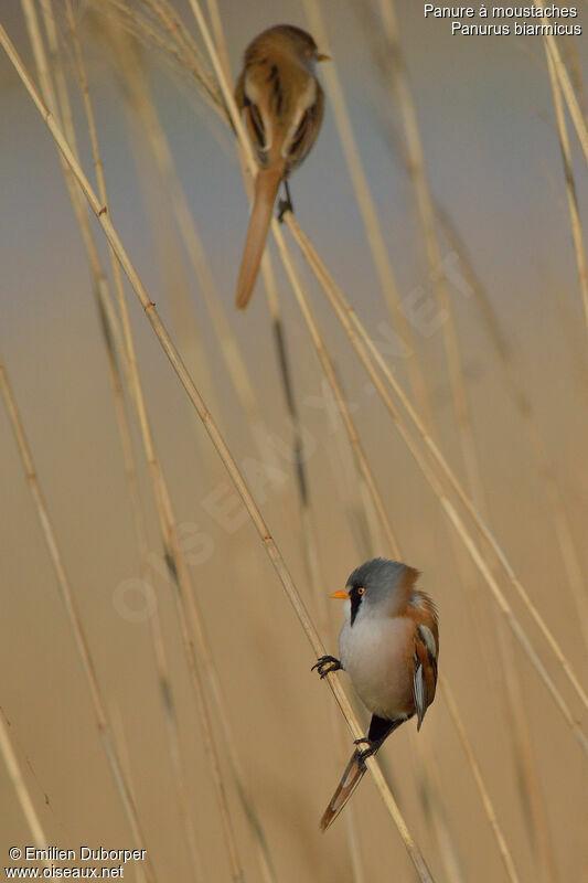 Bearded Reedling , identification