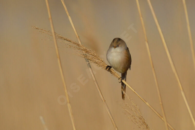 Bearded Reedling female adult, identification