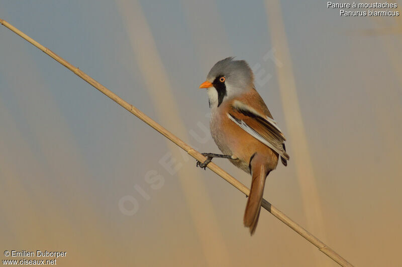 Bearded Reedling male adult, identification