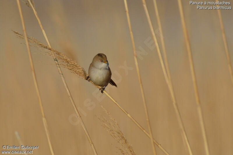 Bearded Reedling female adult, identification