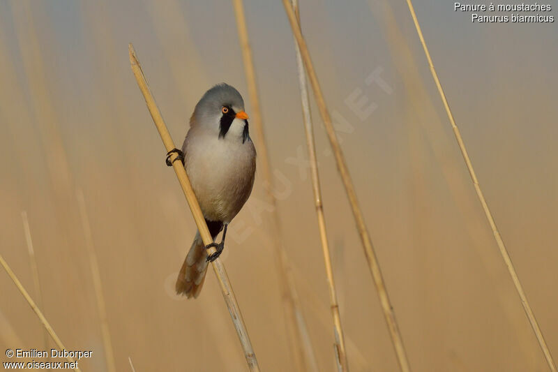 Bearded Reedling male adult, identification