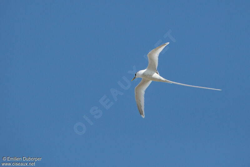 White-tailed Tropicbird, Flight