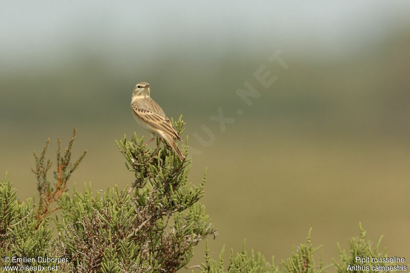 Tawny Pipitadult, identification