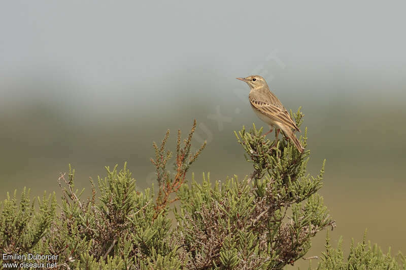 Pipit rousselineadulte, habitat, Comportement