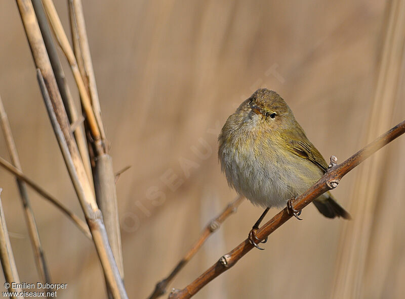 Common Chiffchaff