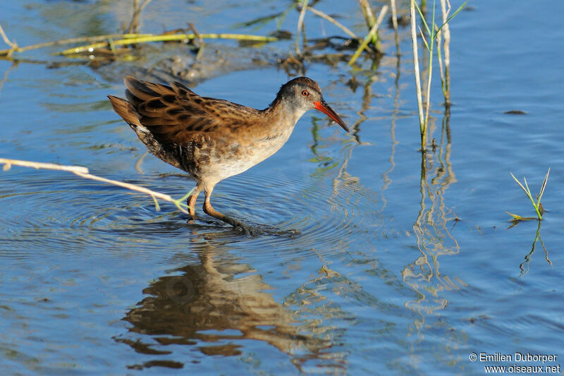 Water Rail