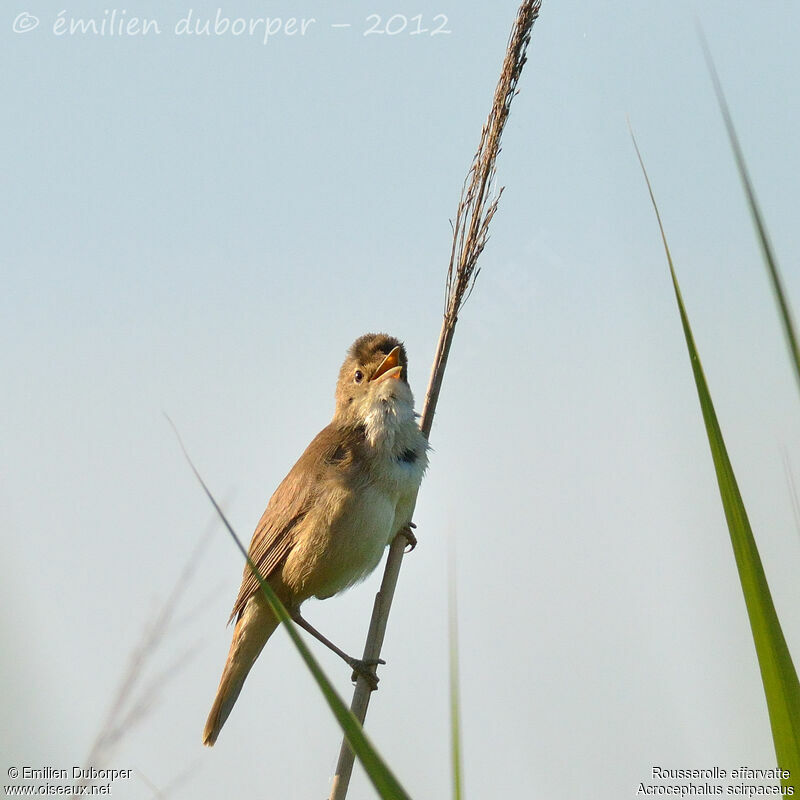 Common Reed Warbleradult, identification, Behaviour