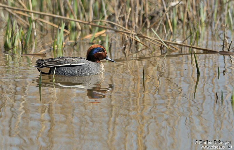 Eurasian Teal male adult