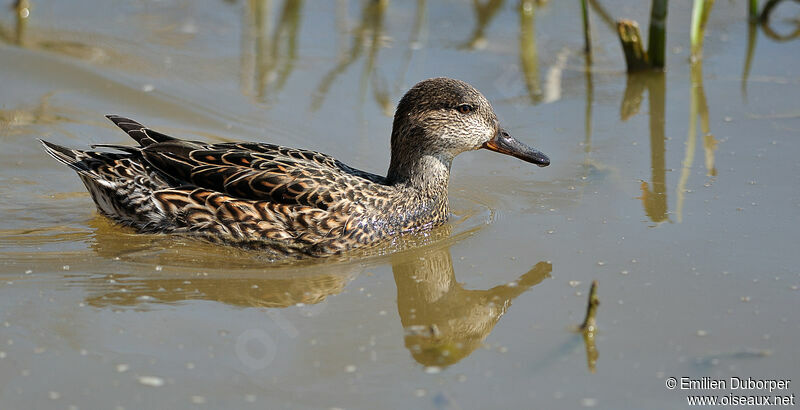 Eurasian Teal female